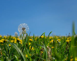 A full dandelion seeds ready to disperse isolated against a bright clear blue sky and growing in a green meadow in the countryside