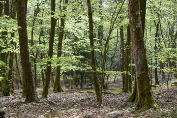Fototapeta premium Beech trees in the spring forest