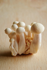 Bunashimeji, Japanese white beech mushroom 