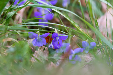 Blue flowers in the forest. Wild flowers of blue color.