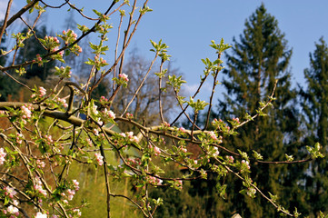 Fruit tree in bloom