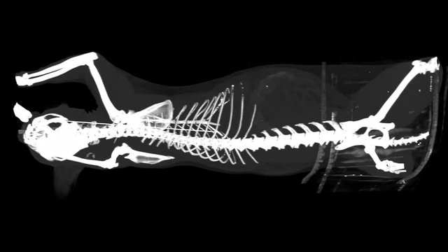 bones CT scan of a cat skeleton on a black background. Orthopedic veterinary diagnostic x-ray test. side view