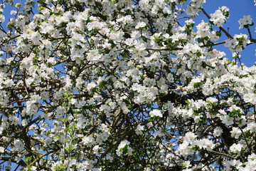 weiße Blüten von Apfelbaum im Frühling, Frühsommer, Apfelbaumblüte
