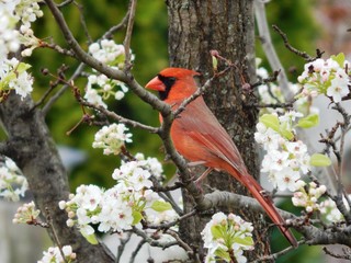 Male Cardinal