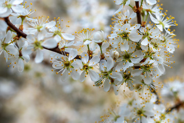 Cherry blossom in spring. White cherry blossom