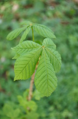 green leaves of a newChestnut tree 