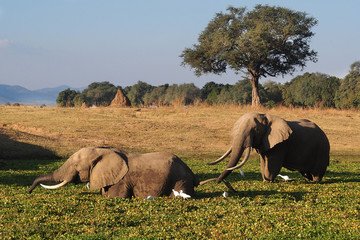 Naklejka premium Elephant eating hyacinth
