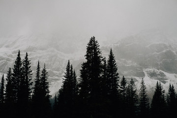 Trees and Fog in Banff, Canada