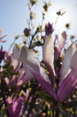 Fototapeta na wymiar Magnolie im Garten