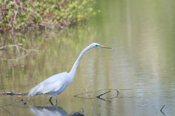 Egret in canal to Wildlife Island