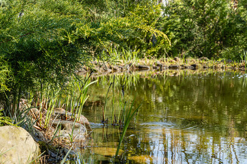 Blooming sedge Carex nigra (Carex melanostachya) Black or regular sedge on banks of pond. Huge boulders along shore. Evergreen landscaped garden. Reflection of evergreens in  water. Spring design.