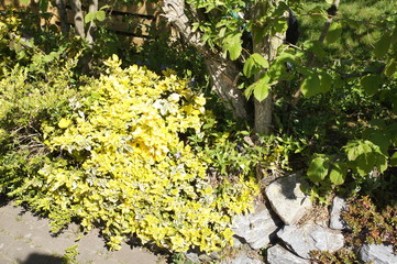 gelbe Zwergspiere,gelber Bodendecker,Pflanze im Garten mit gelben Bl&auml;ttern,Zwergspieren (Spirea japonica)