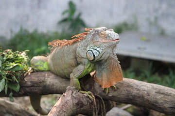iguana in the zoo