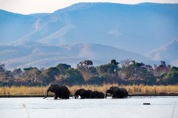 Elephant family in zambeze river © hugotorres