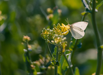 Butterfly on a flower. White butterfly on flower