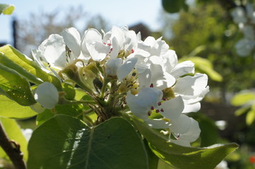 
The blossom of a Williams Christ pear tree