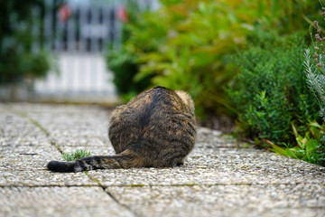 back of a cat