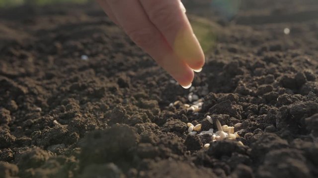 woman's hand sows seeds in the ground