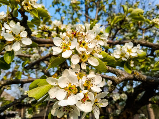 apple tree blossom