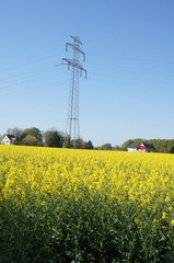 
A field with rapeseed and a high-voltage line