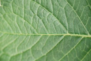 textura