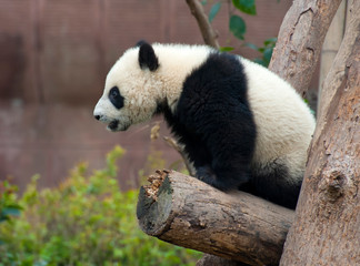Cute giant panda bear cub