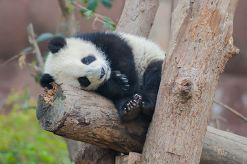 Cute giant panda bear sleeping