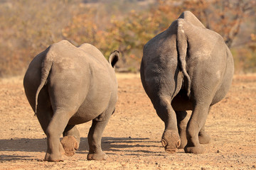 rhino and baby