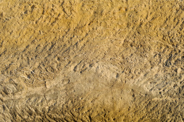 PIETRA CON DETRITI FOSSILI