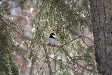 Chickadee On Branch, Whitemud Park, Edmonton, Alberta