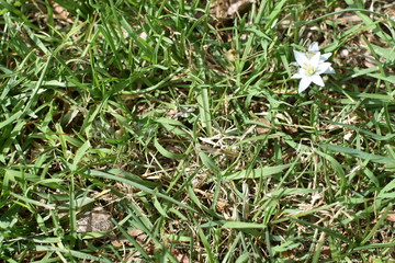 fiore