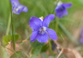 Wild flowers of blue color. Blue iris flowers. Blue flower in the garden