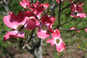 Red Dogwood 2020 I 