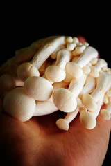 Bunashimeji, Japanese white beech mushroom on black background 