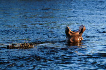 hypopotamus in zambeze river