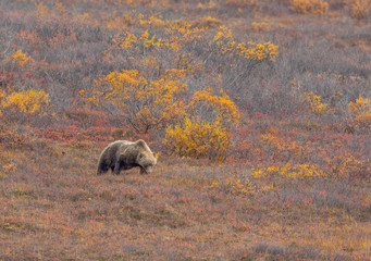 Grizzly Bear on the Tundra in Alaska in Autumn