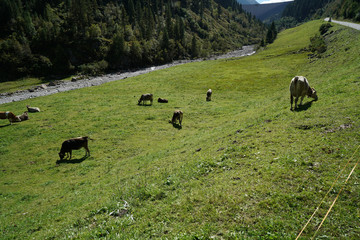 herd of cows in the meadow