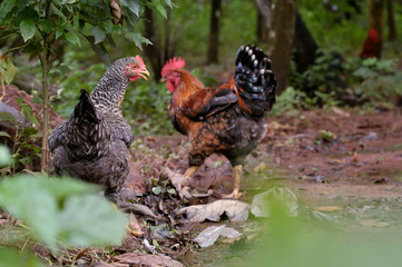 free range chicken