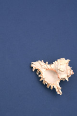 Large sea shell on a blue background. Space for text. Isolated