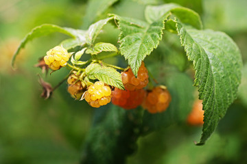 Yellow raspberry.