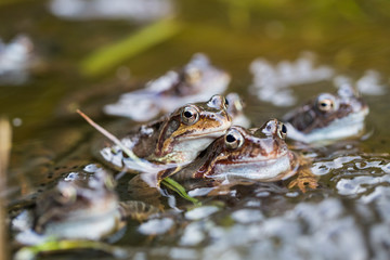 Frosch Paarung