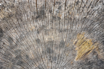 Old and weathered wood 