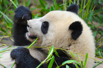 Cute giant panda bear eating bamboo