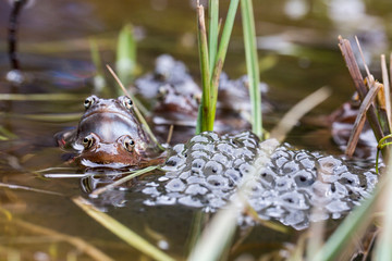Froschlaichen im Teich