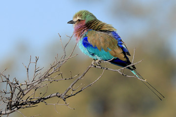 Colored savanna roller bird