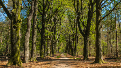 Road in Dutch forest