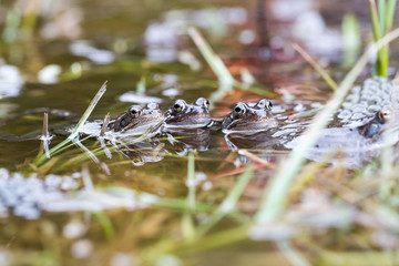 Frösche im Teich