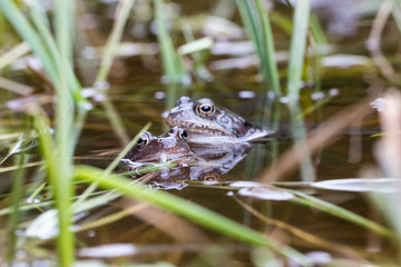 Frosch Paarung