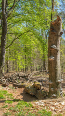 Fallen stump next to tree