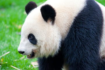 Adult giant panda bear